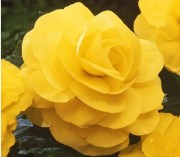 Begonia tub AH Roseform Yellow